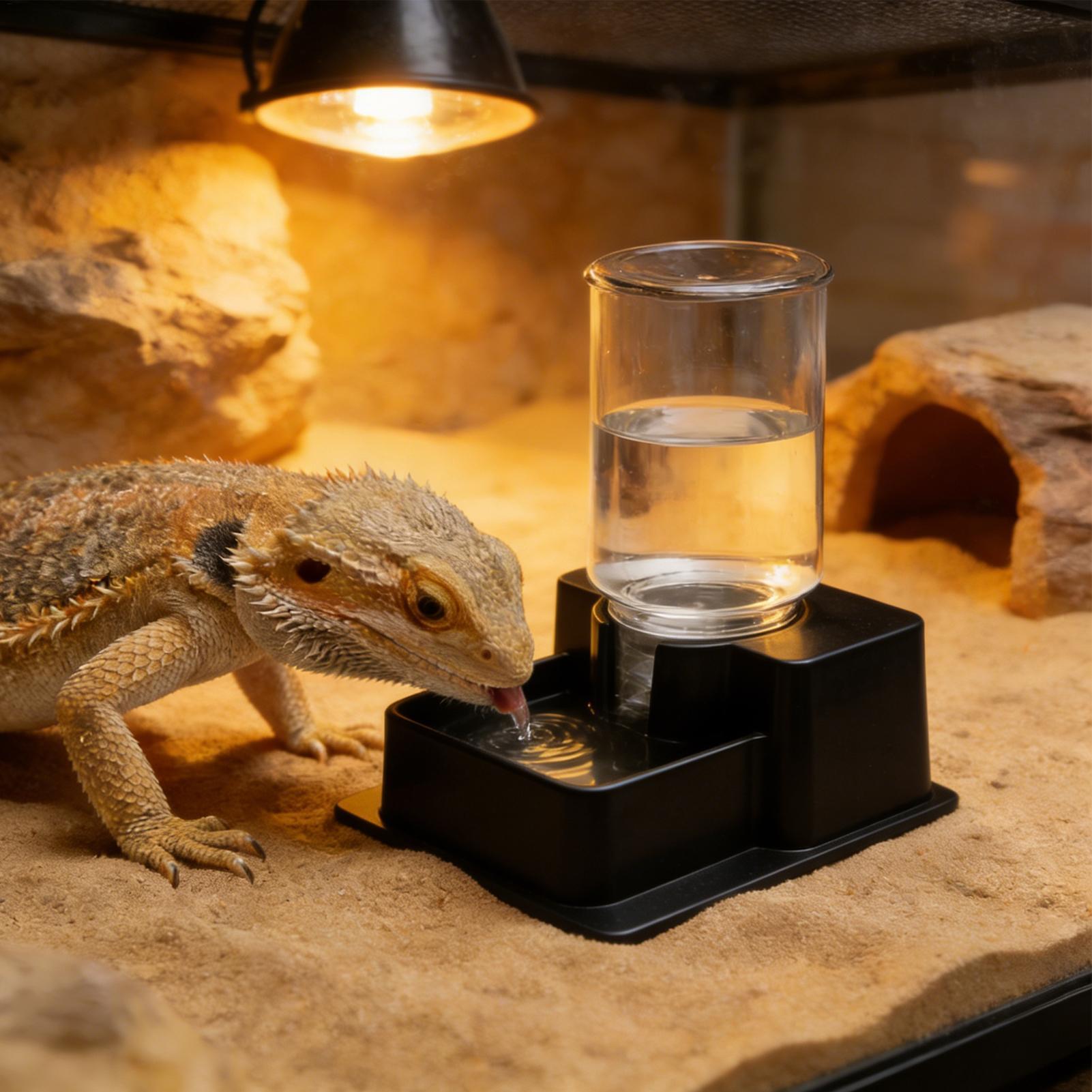 Water Dish Reptile - Sakallı Ejder Su Pınarı Sürüngen Otomatik