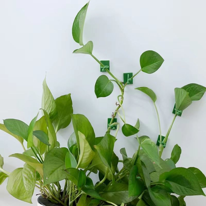 Kendinden Yapışkanlı Bitki Tır - Vine Climbing Plastic incelemesi ve fiyatı